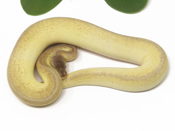 Bongo Pewter YB (Male)