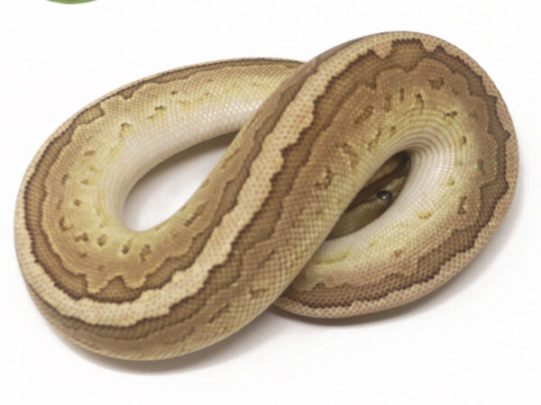 Jigsaw Cinnamon (Male)