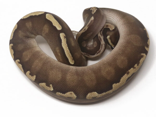 GHI Mojave (Female)