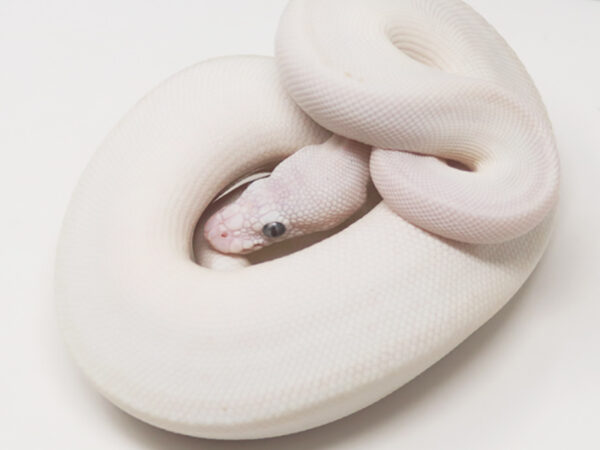 Blue Eye Leucistic (Female)