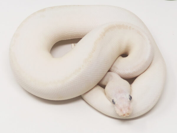 Blue Eye Leucistic (Female)