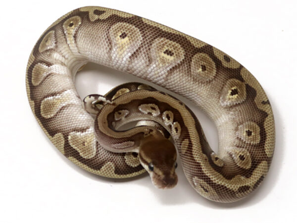 HGW Mojave (Female)