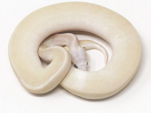 Bongo Mojave Super Fly (Male)