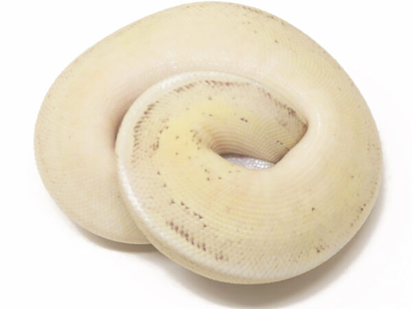 Bongo Super Fly (Female)