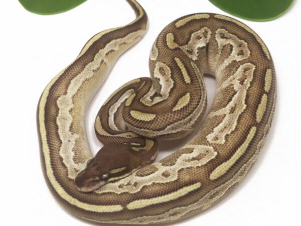 Bongo Mojave Fire (Female)