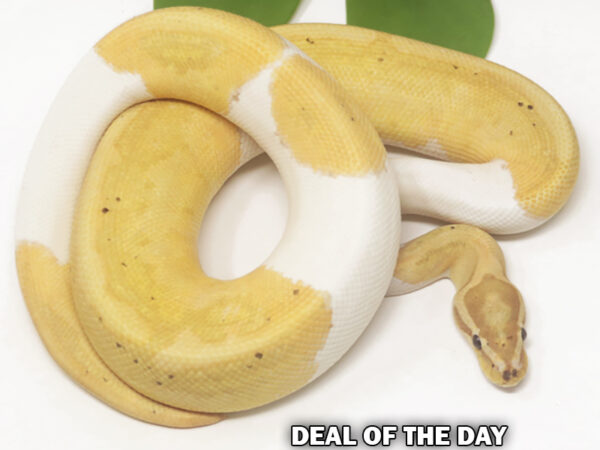 Banana Pied (Male)