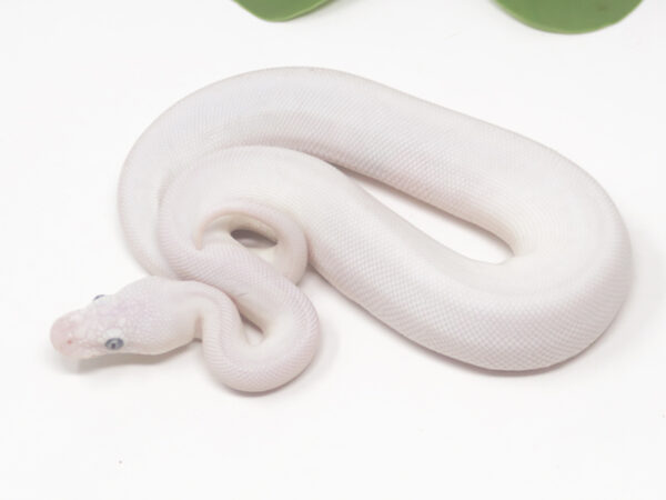 Blue Eye Leucistic (Male)
