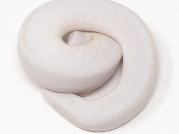 Blue Eye Leucistic (Female)