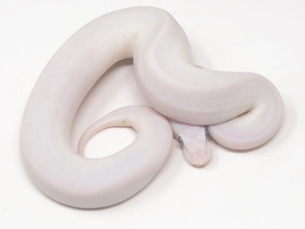 Blue Eye Leucistic (Female)