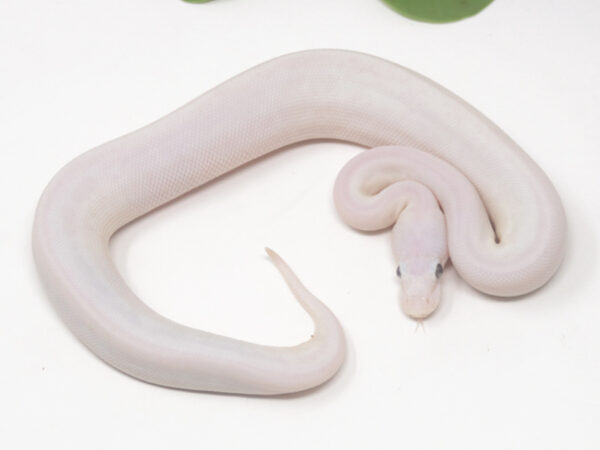 Blue Eye Leucistic (Female)