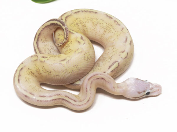 Puma Pastel (Male)