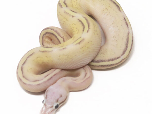 Puma Pastel (Male)