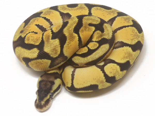 Enchi Pastel (Female)