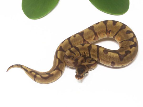 Leopard HGW Enchi (Female)