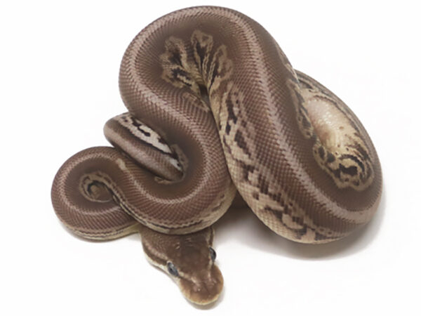 Leopard Pewter (Male)