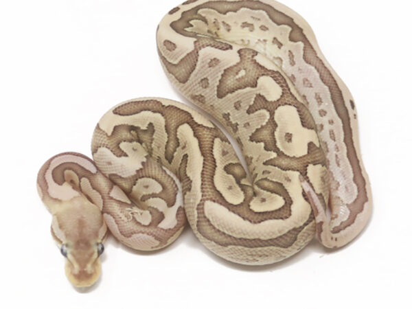 Bamboo Leopard Pewter (Female)