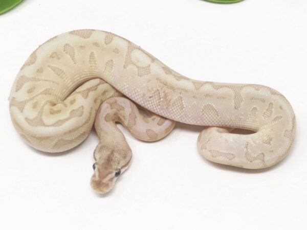 Bamboo HGW Leopard (Female)