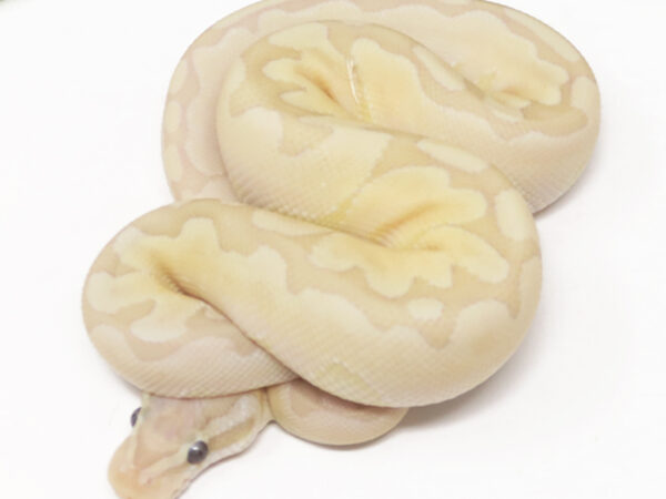 Banana Bamboo Enchi (Male)