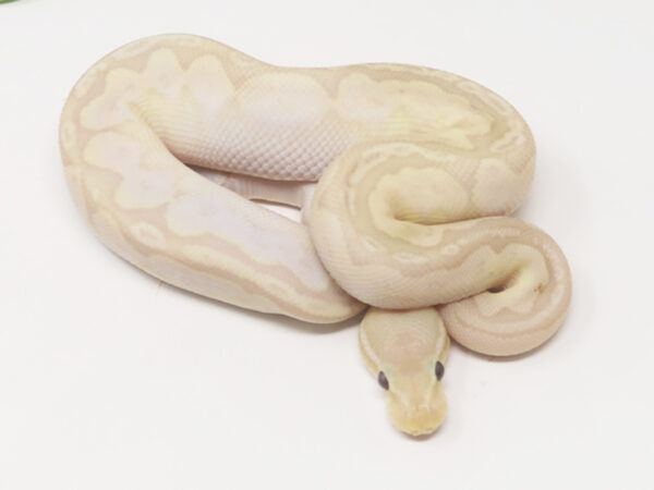 Banana Bamboo Pewter (Male)