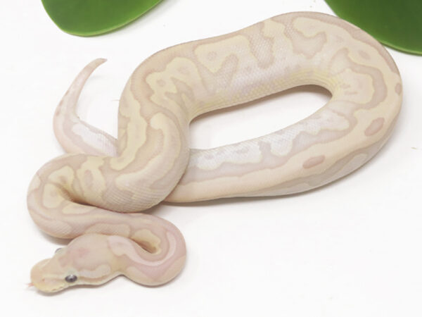 Banana Bamboo Leopard Pastel (Male)