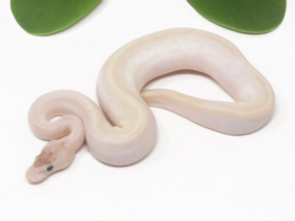 Ivory HGW (Male)