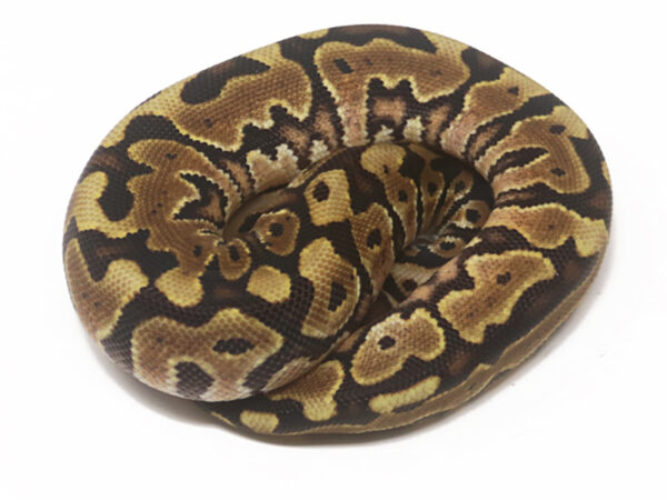 HGW YB (Male)