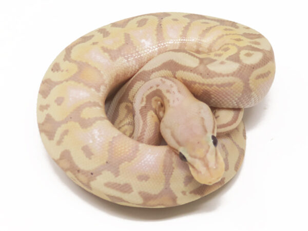 Banana HGW Pastel (Male)