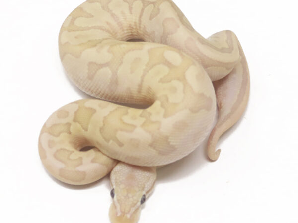 Banana Bamboo Leopard Pastel (Male)