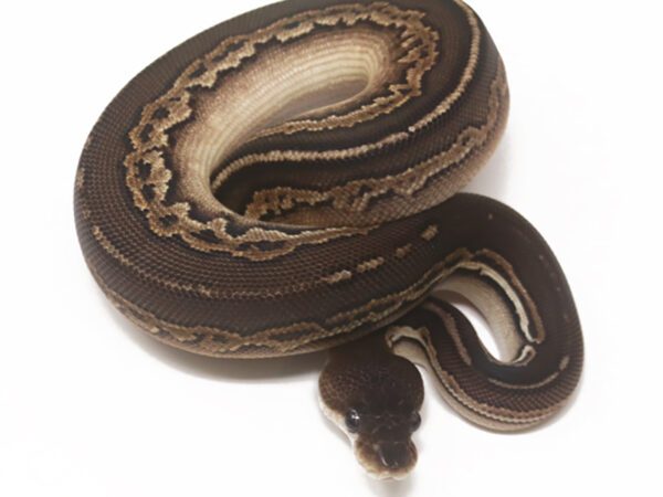 Bongo Cinnamon (Female)