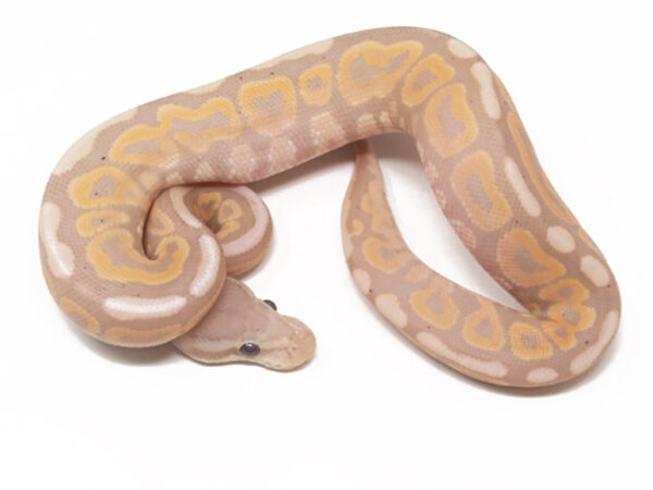 Banana Cinnamon Spotnose (Male)