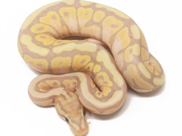 Banana Spotnose (Male)