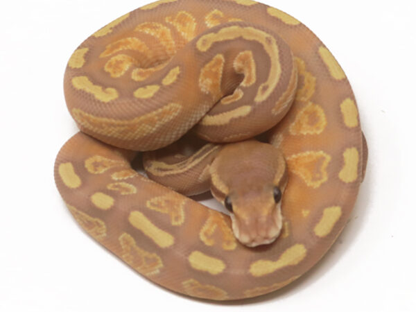 Banana GHI Bongo Spotnose (Female)