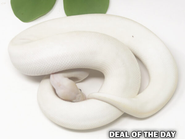 Blue Eye Leucistic (Male)