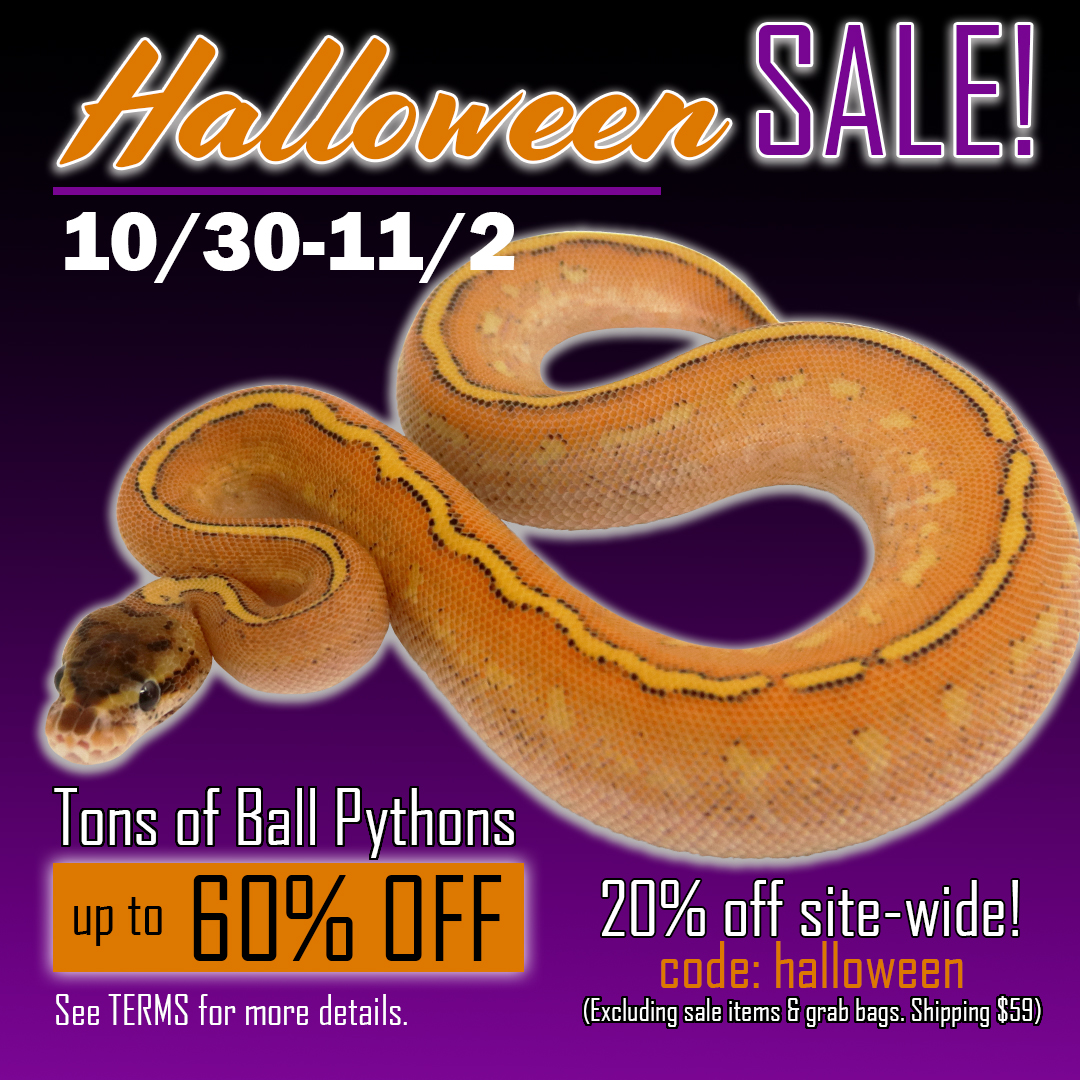 Halloween2026 Ball Pythons and other Reptiles for sale