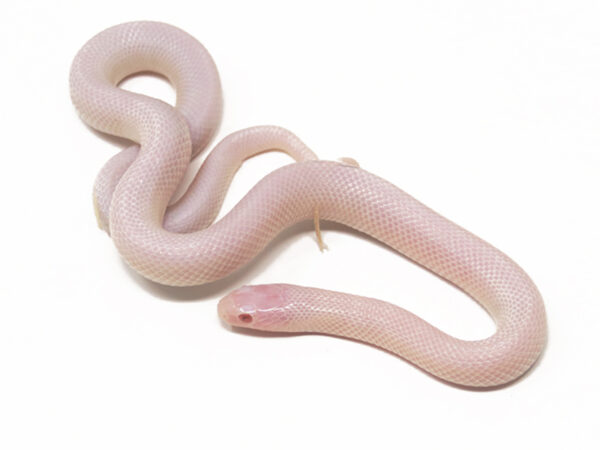 Albino Mexican Black Kingsnake (Female)