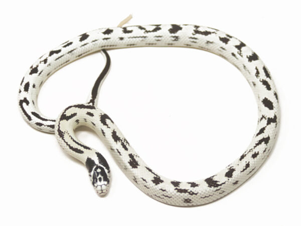 High White California Kingsnake (Female)