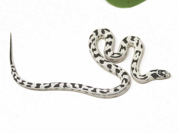 High White California Kingsnake (Female)