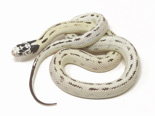 High White California Kingsnake (Male)