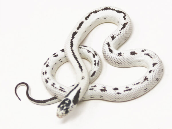 High White California Kingsnake (Male)