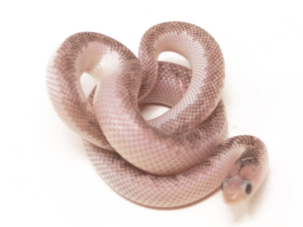 White Sided Florida Kingsnake (Female)