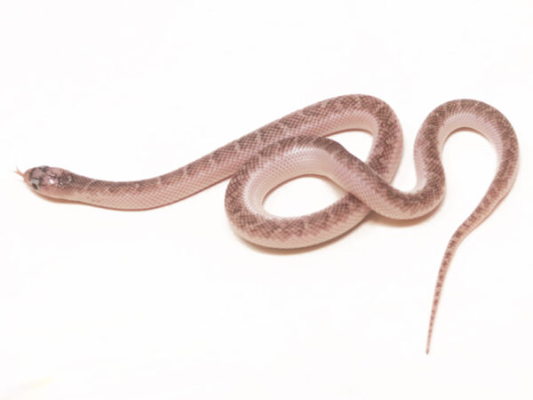 White Sided Florida Kingsnake (Female)