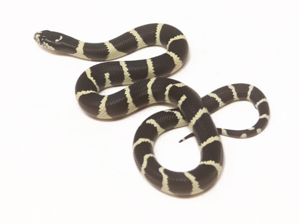 California Kingsnake (Male)