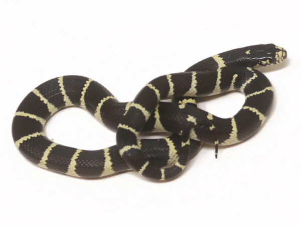 California Kingsnake (Female)