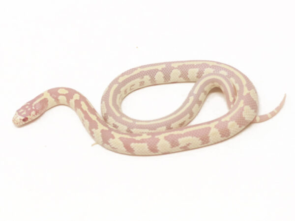 Albino California Kingsnake (Female)