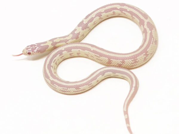 Albino California Kingsnake (Female)