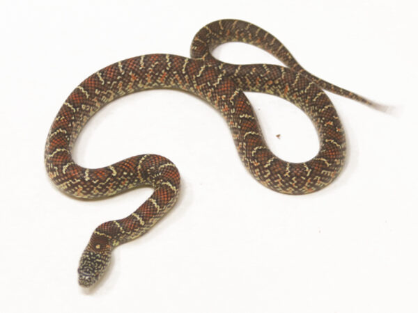 Florida Kingsnake (Female)