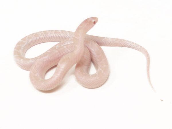 Albino White Sided Florida Kingsnake (Male)