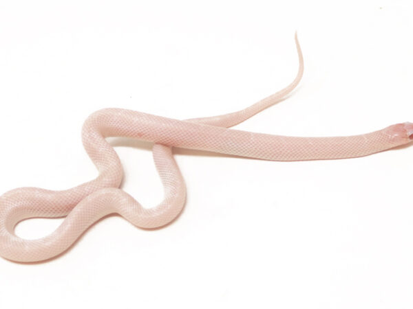 Albino White Sided Florida Kingsnake (Female)