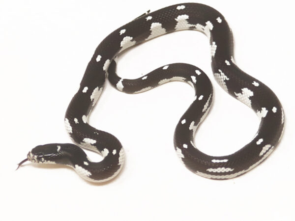 California Kingsnake (Female)