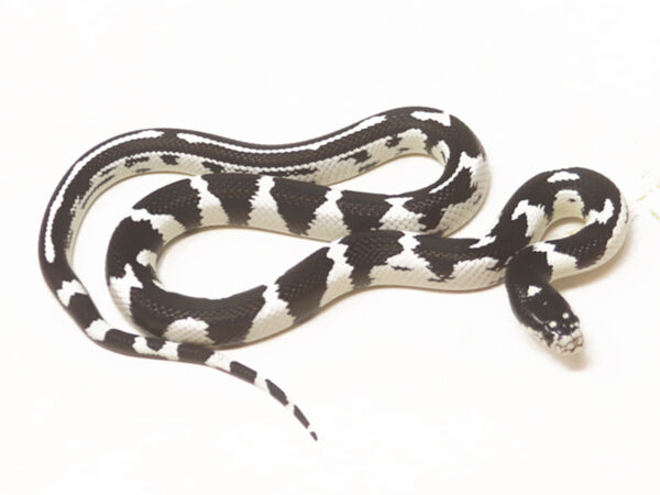 California Kingsnake (Male)